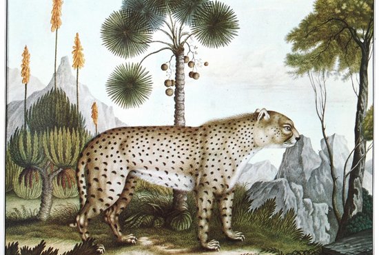 Der Gepard © Aloys Zötl, Public domain, via Wikimedia Commons