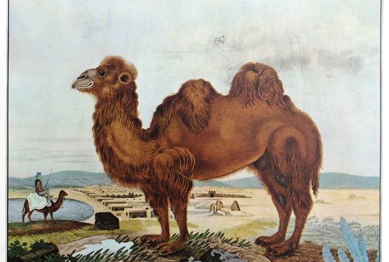 Das Kamel © Aloys Zötl, Public domain, via Wikimedia Commons